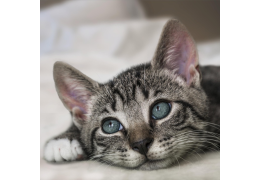 Comment l'âme animale existe-t-elle ?